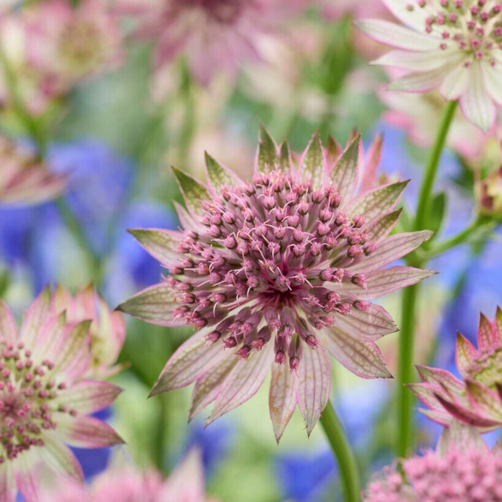 Stjärnflocka 'Roma' (Astrantia major)