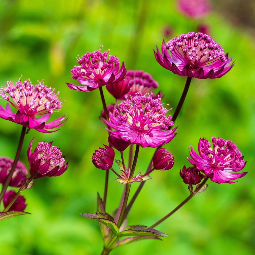 Stjärnflocka 'Major Rosea'