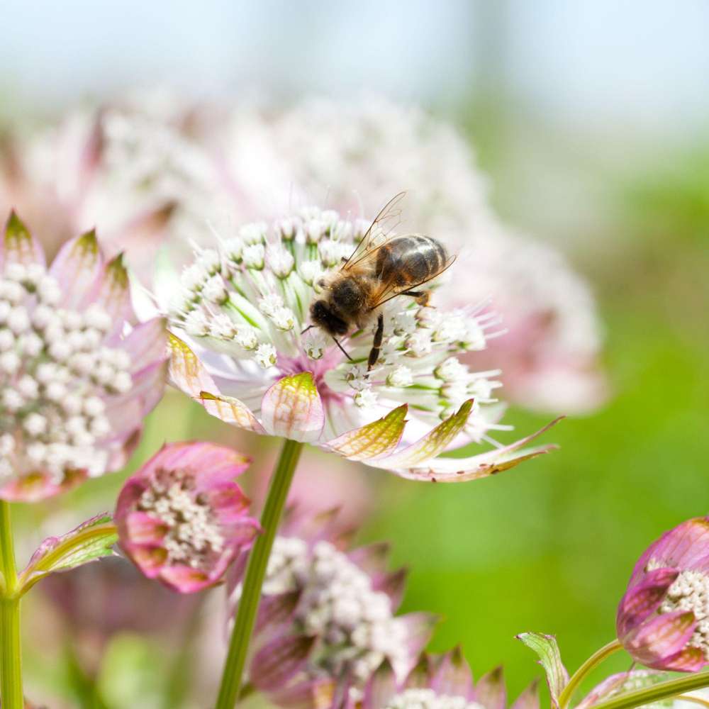 Stjärnflocka 'Major Alba'