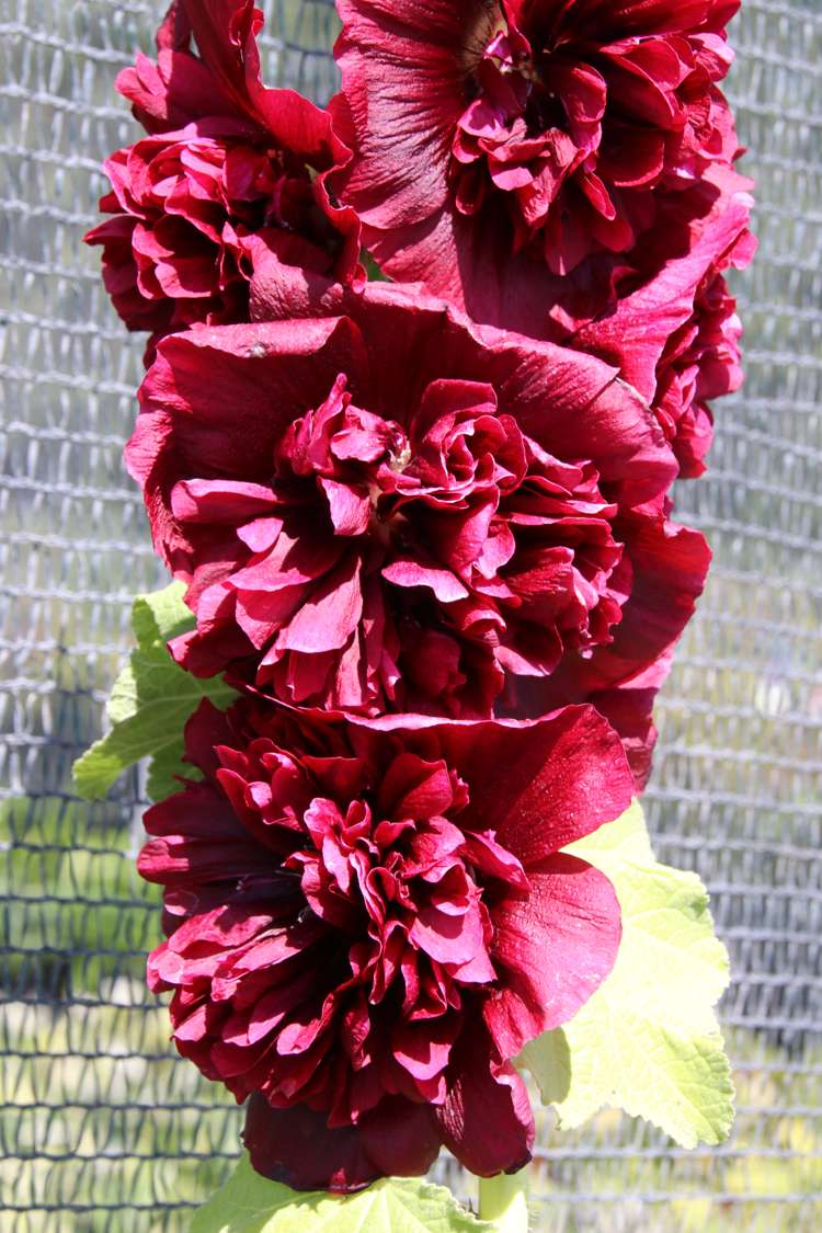 Stockros 'Chater's Double Purple'
