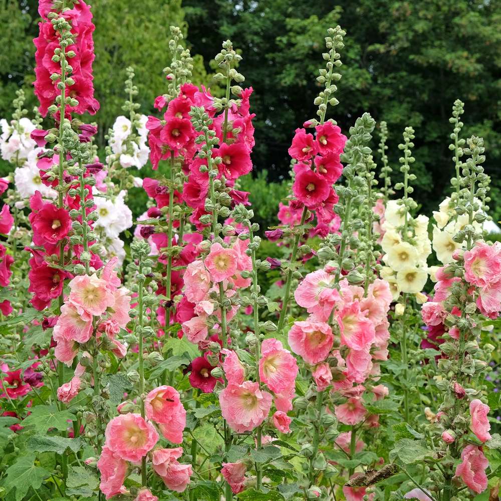 Stockros Mix Single (frö)