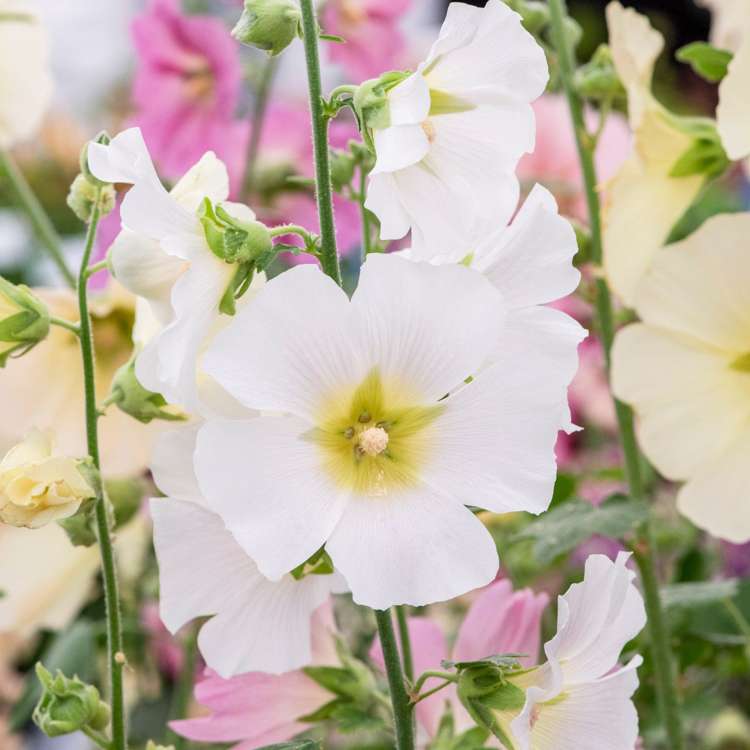 Stockros 'White'