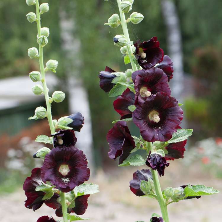 Stockros 'Nigra'