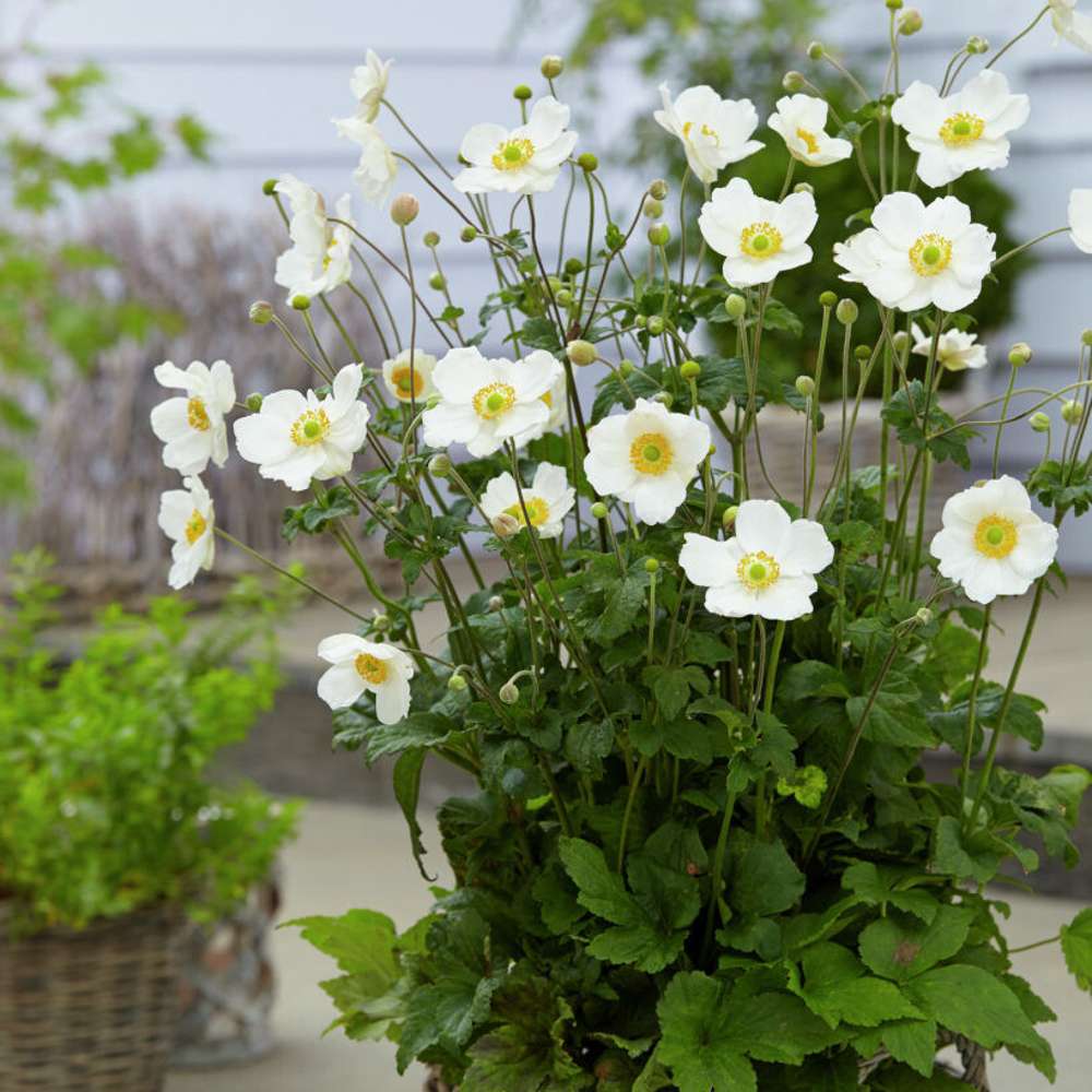 Stor höstanemon 'Honorine Jobert' (Anemone × hybrida)