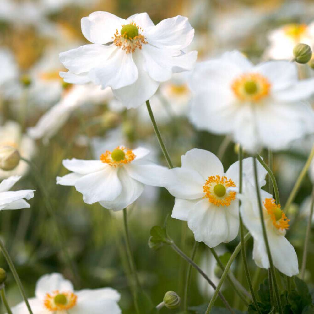 Stor höstanemon 'Honorine Jobert' (Anemone × hybrida)