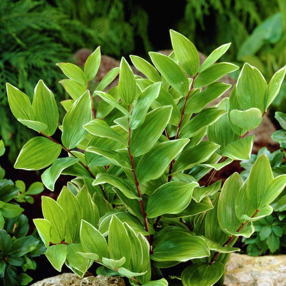 Storrams (Polygonatum multiflorum)