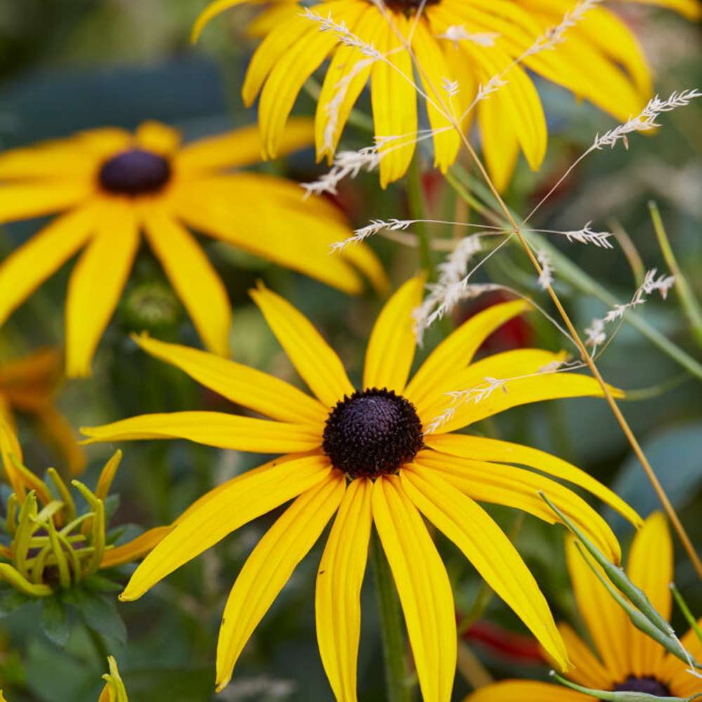 Strålrudbeckia 'Goldsturm' (Rudbeckia fulgida var. sullivantii)