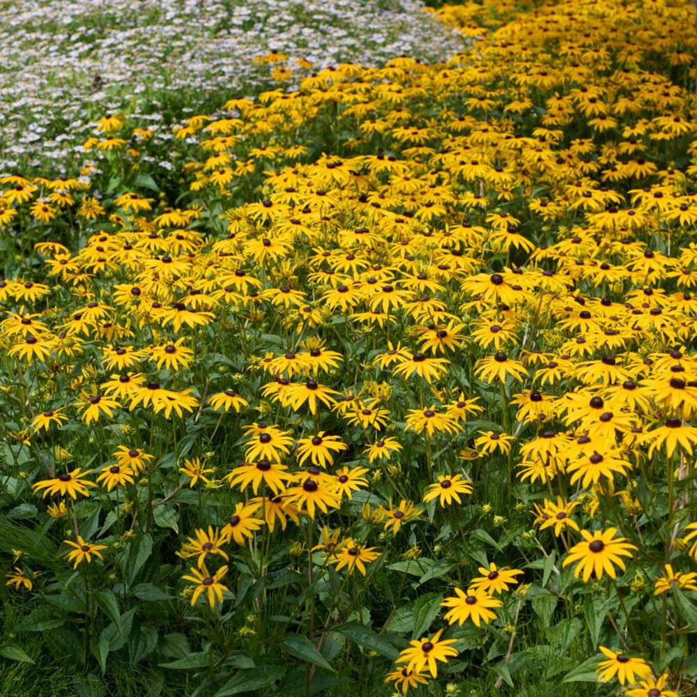 Strålrudbeckia 'Goldsturm' (Rudbeckia fulgida var. sullivantii)