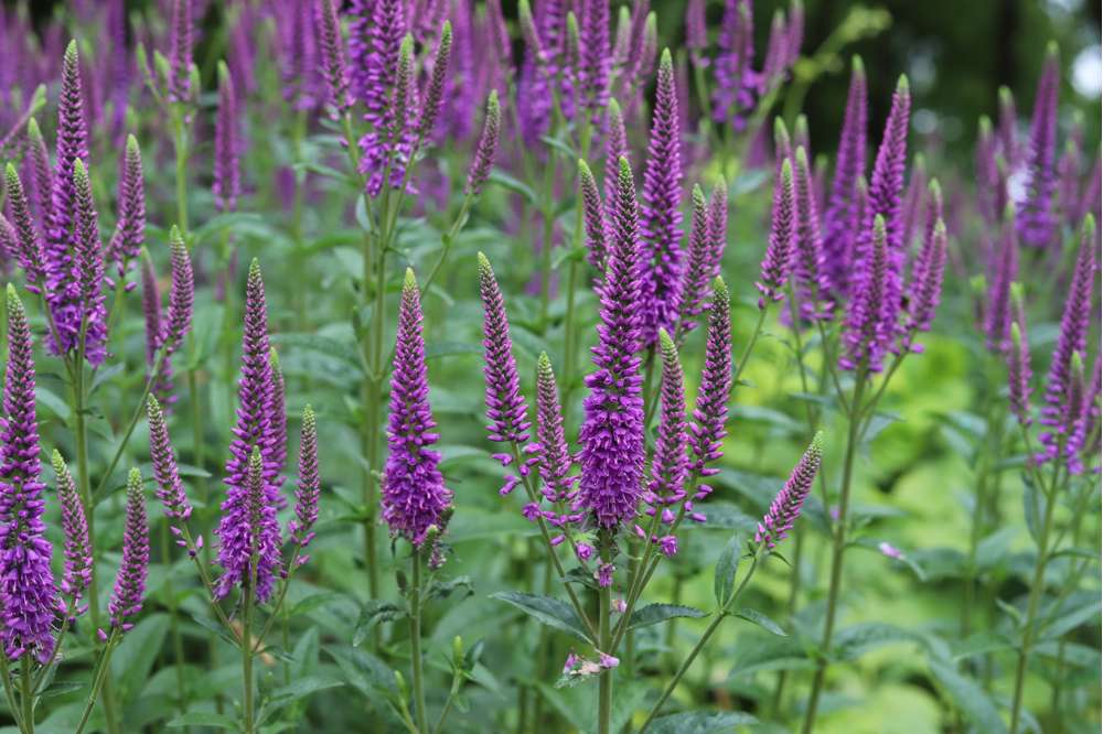 Strandveronika 'Blauriesin'