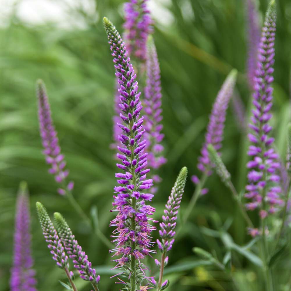 Strandveronika 'Eveline'