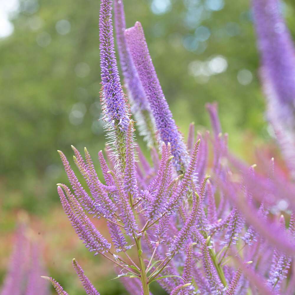 Strandveronika 'Fascination'