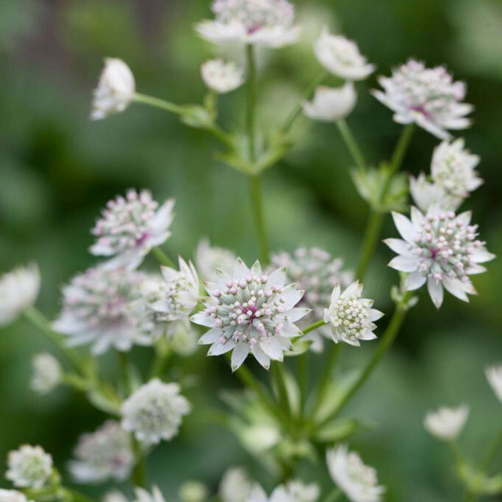 Svepestjärnflocka 'Shaggy' (Astrantia major subsp. involucrata)