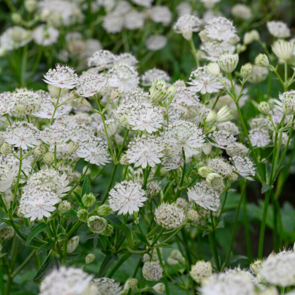 Svepestjärnflocka 'Shaggy' (Astrantia major subsp. involucrata)