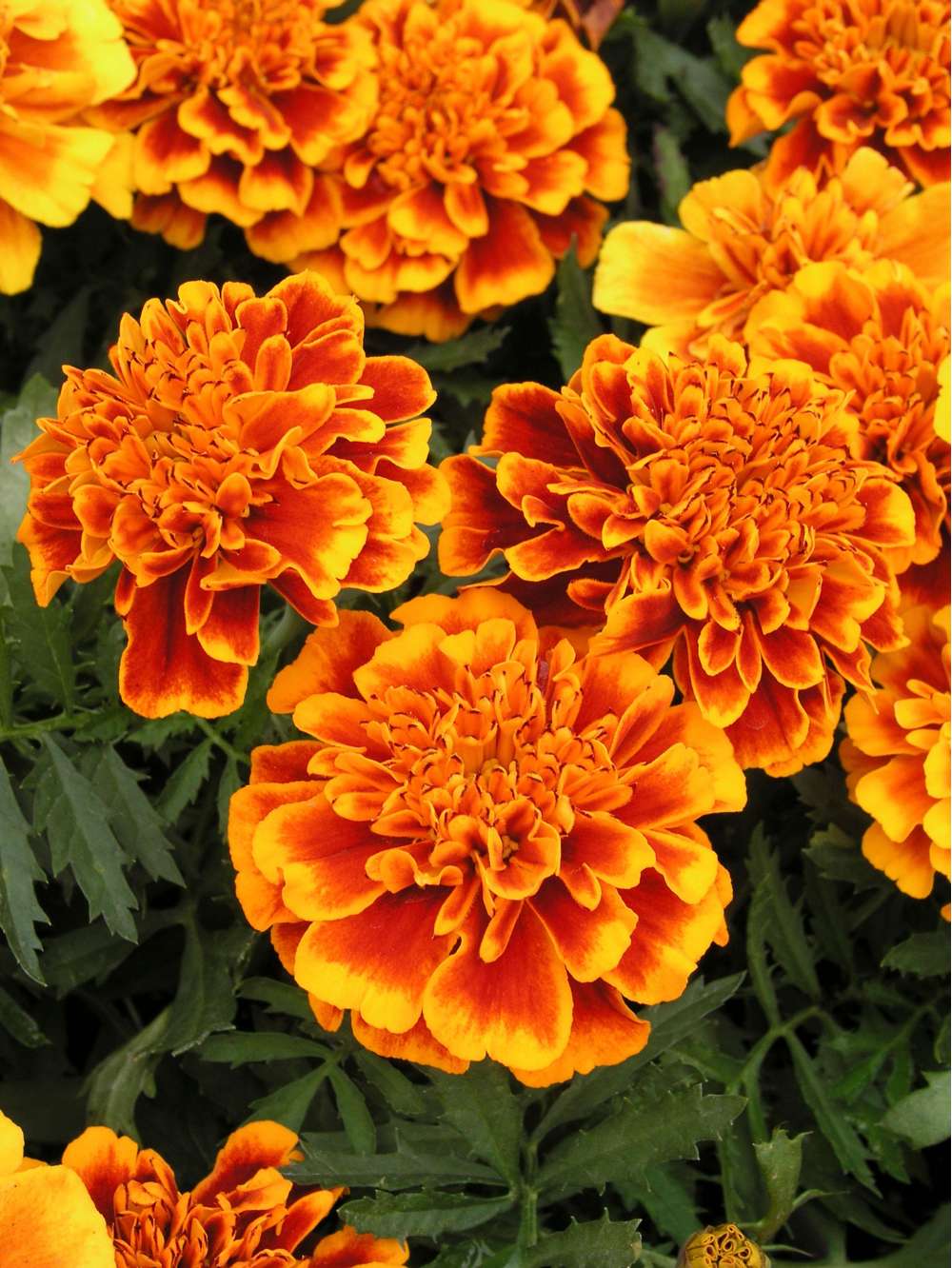 Tagetes 'French Marigold Orange Flame' (frö)