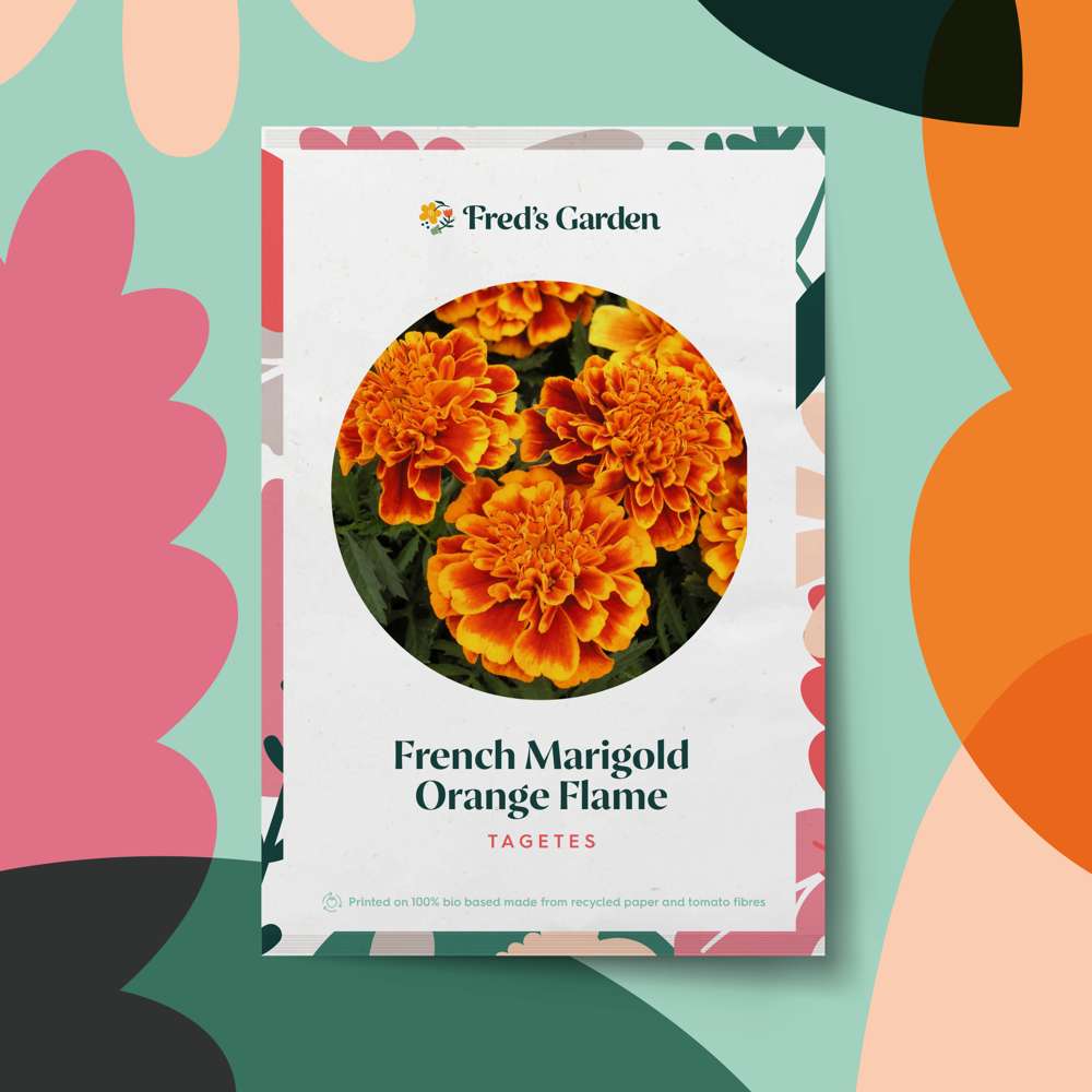 Tagetes 'French Marigold Orange Flame' (frö)