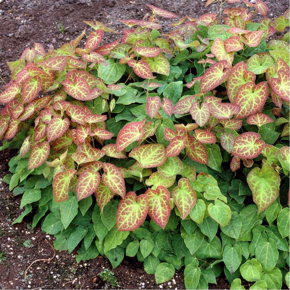 Taggig sockblomma 'Frohnleiten' (Epimedium × perralchicum)