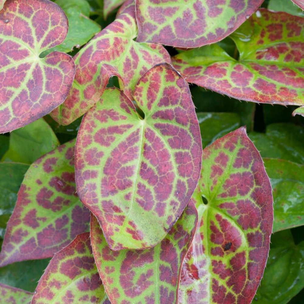 Taggig sockblomma 'Frohnleiten' (Epimedium × perralchicum)