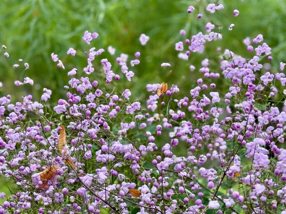 Thalictrum 'Delavayi' — kinesisk ängsruta med violetta blommor