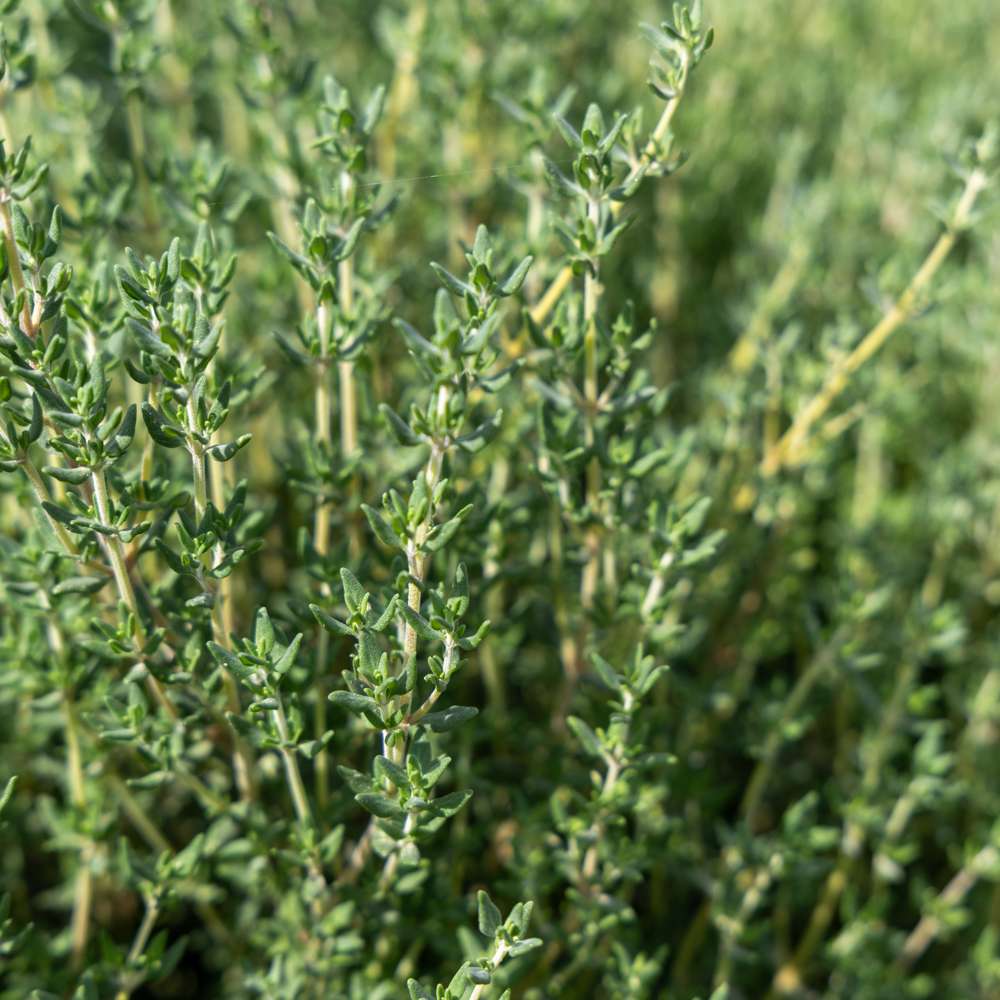 Timjan — frö från Blomstervärlden