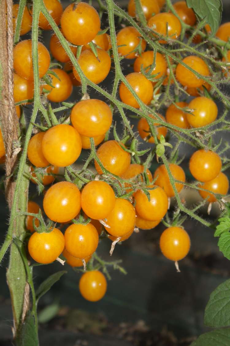 Tomat 'Clementine' (BIO frö) (Solanum lycopersicum) – sås i april