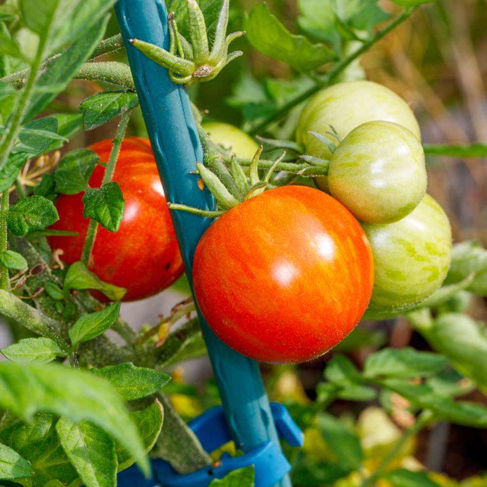 Tomat 'Marmande' — frö från Blomstervärlden