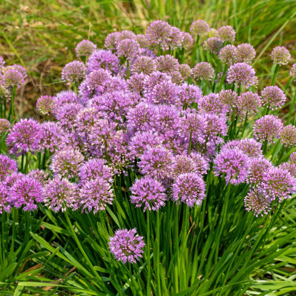 Trädgårdskantlök 'Millenium' (Allium)