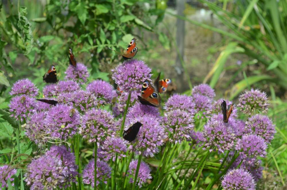 Trädgårdskantlök 'Millenium' (Allium)