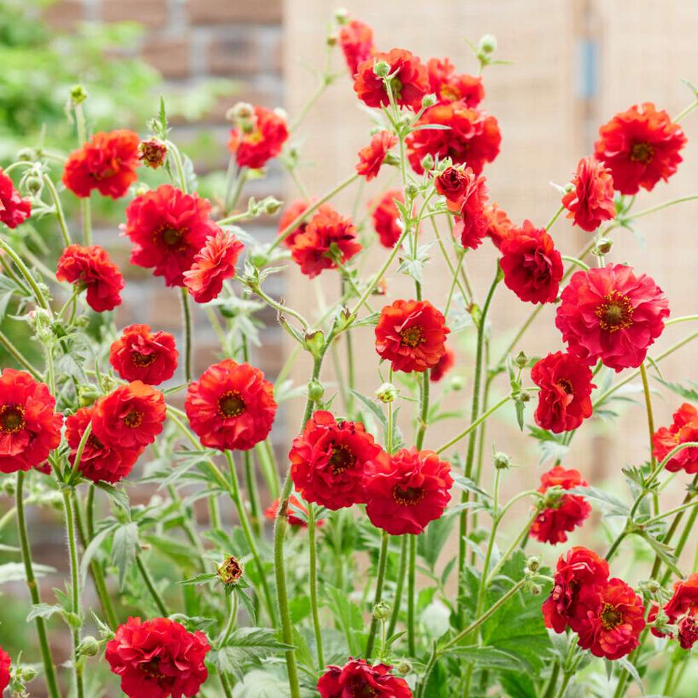 Trädgårdsnejlikrot 'Firestarter' (Geum coccineum)