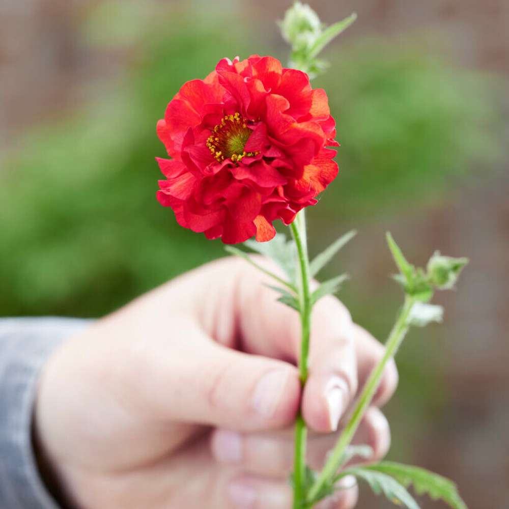Trädgårdsnejlikrot 'Firestarter' (Geum coccineum)