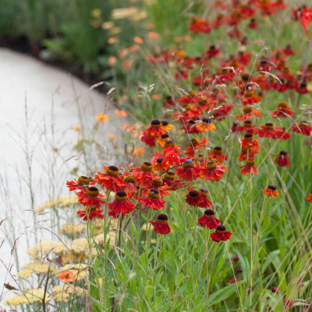 Trädgårdssolbrud 'Moerheim Beauty' (Helenium)