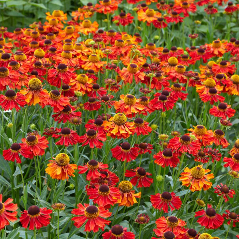 Trädgårdssolbrud 'Moerheim Beauty' (Helenium)