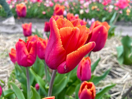 Tulpan 'Louvre Orange'