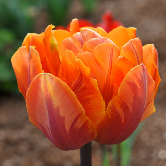 Tulpan 'Orange Princess'