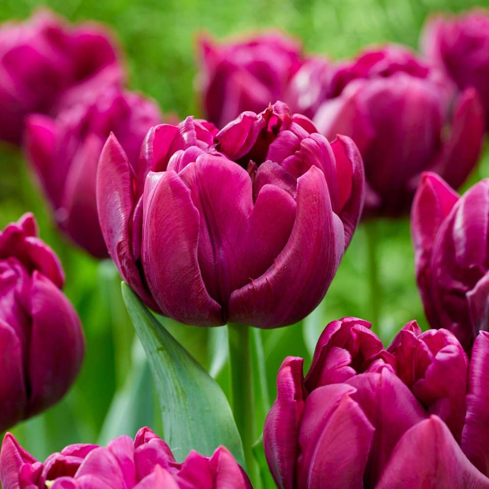 Tulpan 'Alison Bradley'