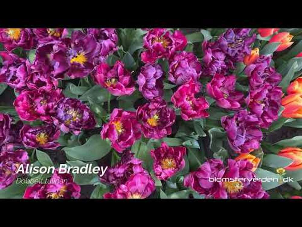 Tulpan 'Alison Bradley'