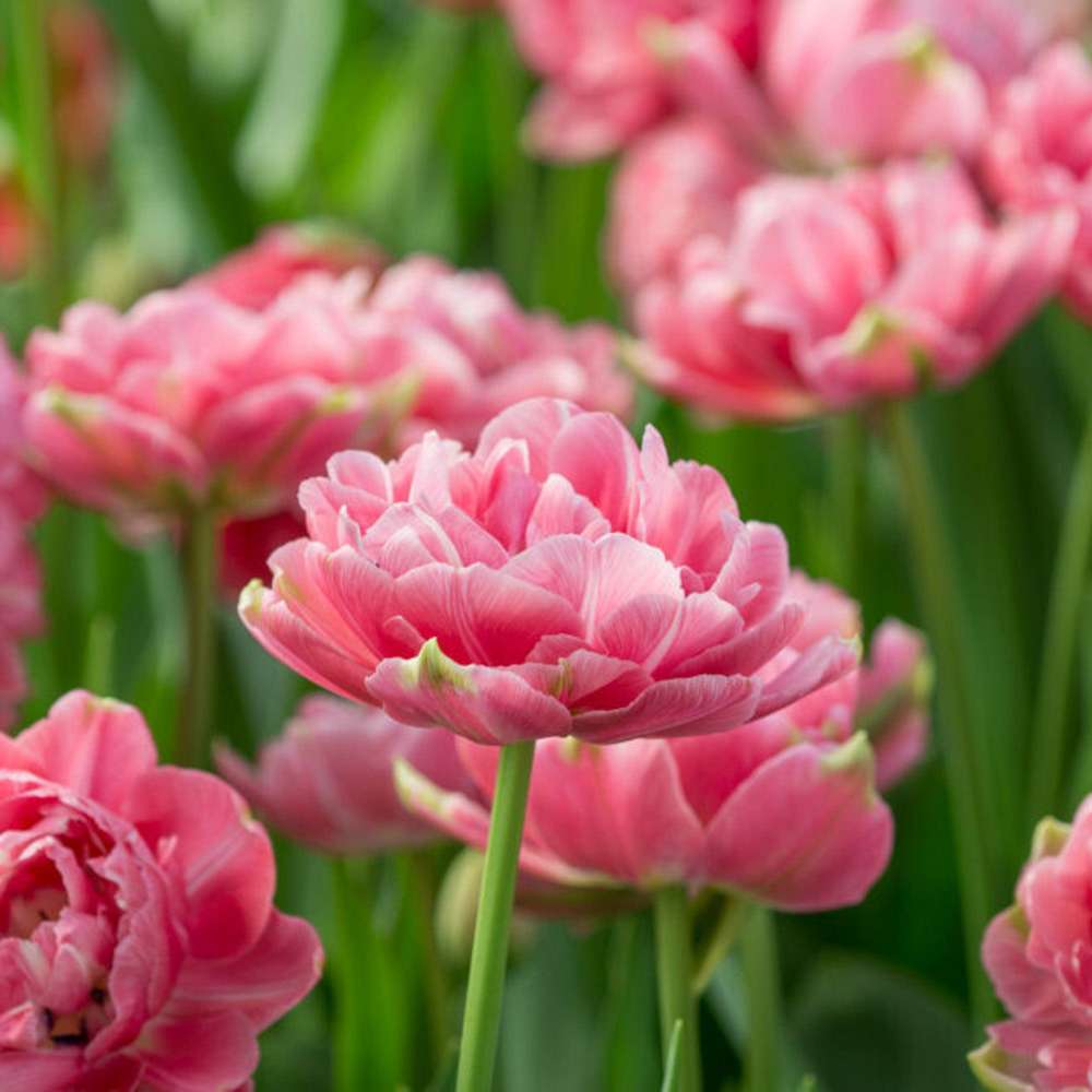 Tulpan 'Aveyron'