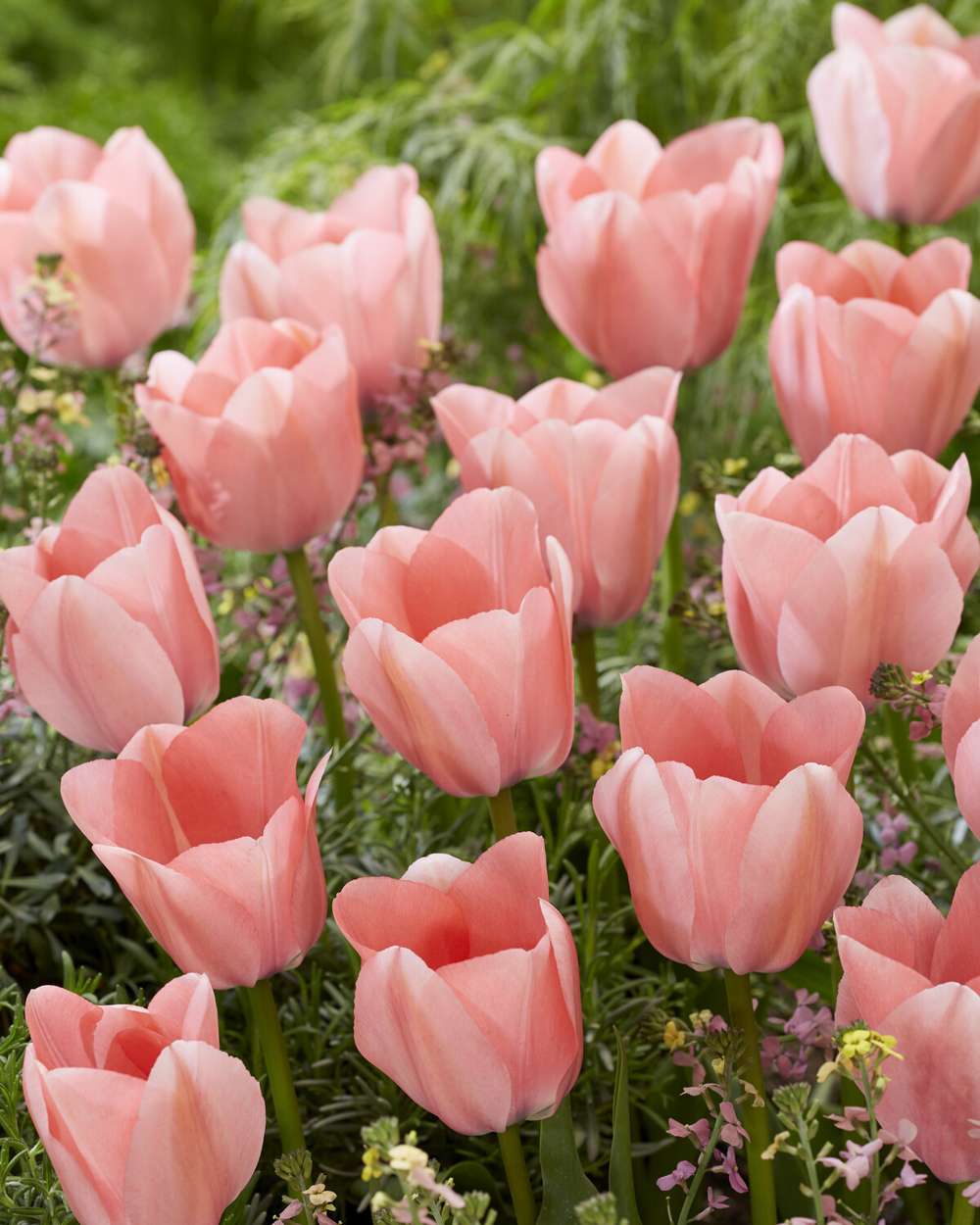 Tulpan 'Bella Blush'