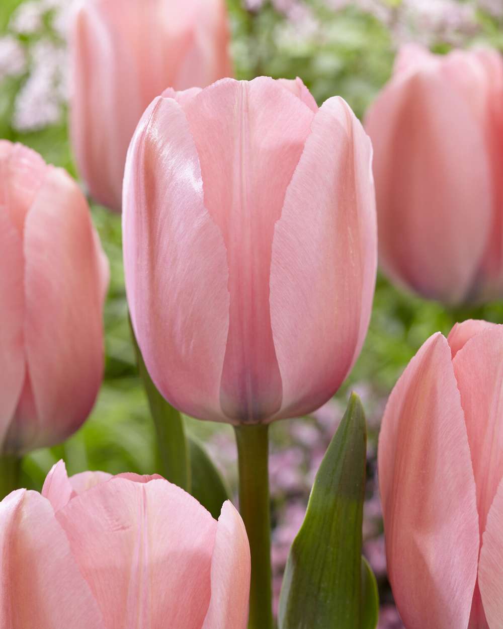 Tulpan 'Bella Blush'