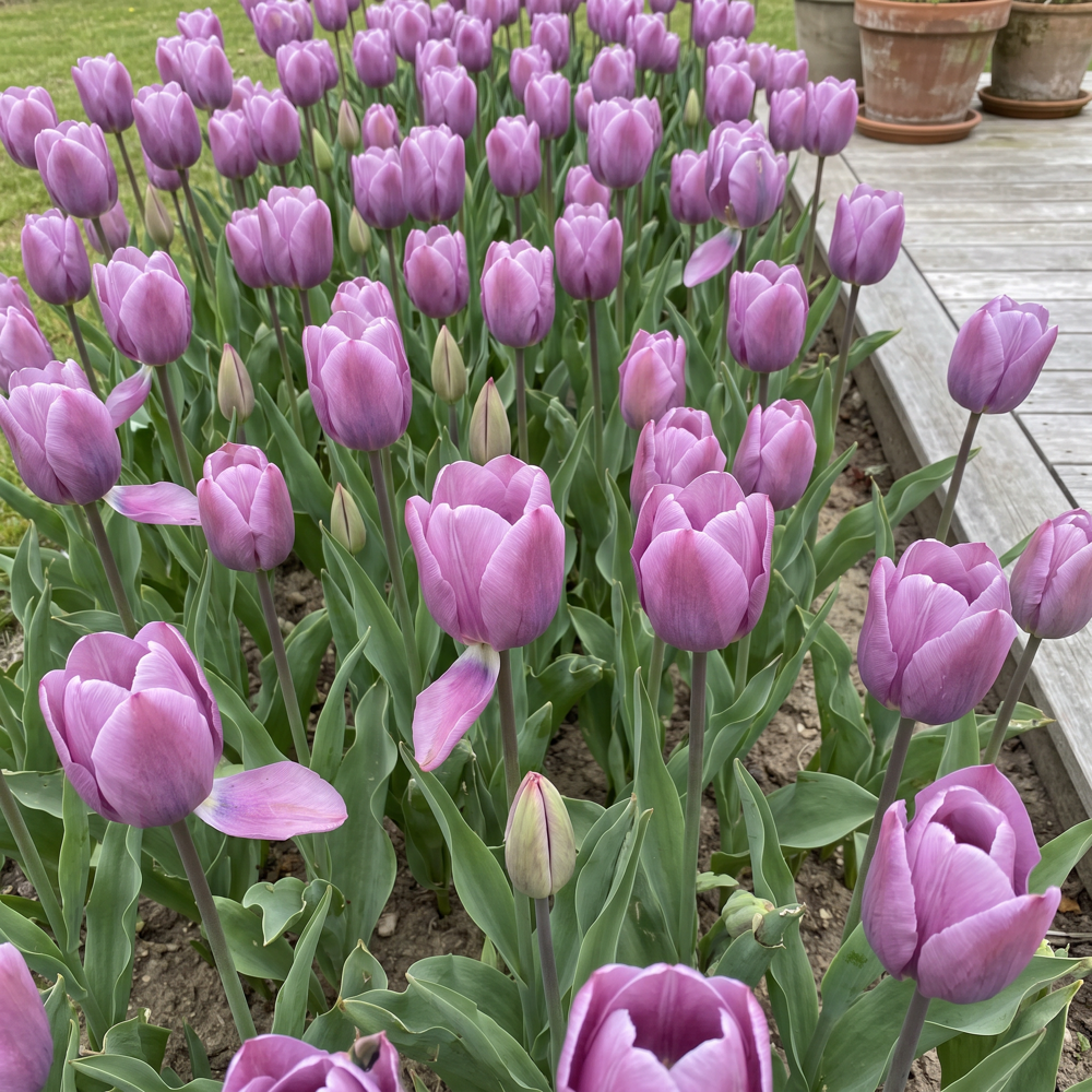 Tulpan 'Bleu Aimable'