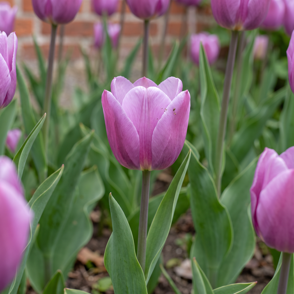 Tulpan 'Bleu Aimable'