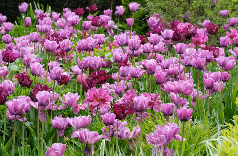 Tulpan 'Blue Diamond'