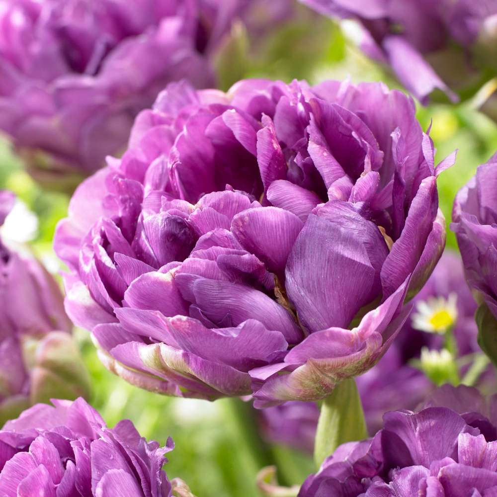 Tulpan 'Blue Wow'