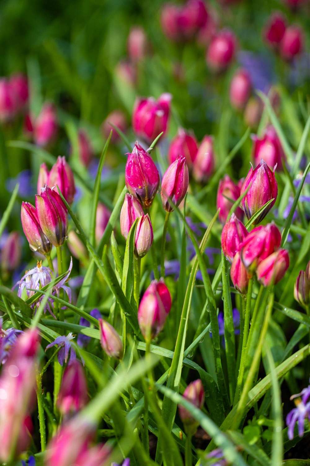 Botanisk tulpan 'Little Beauty'