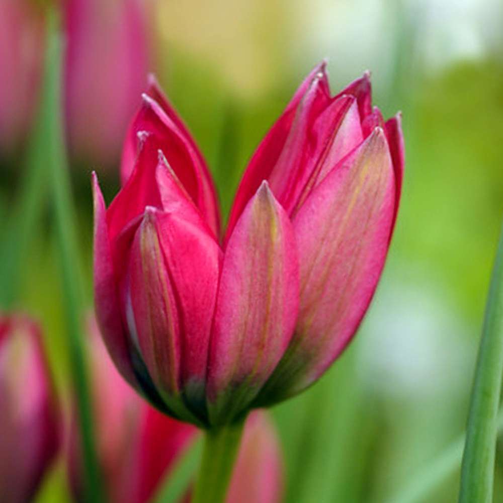 Botanisk tulpan 'Little Beauty'