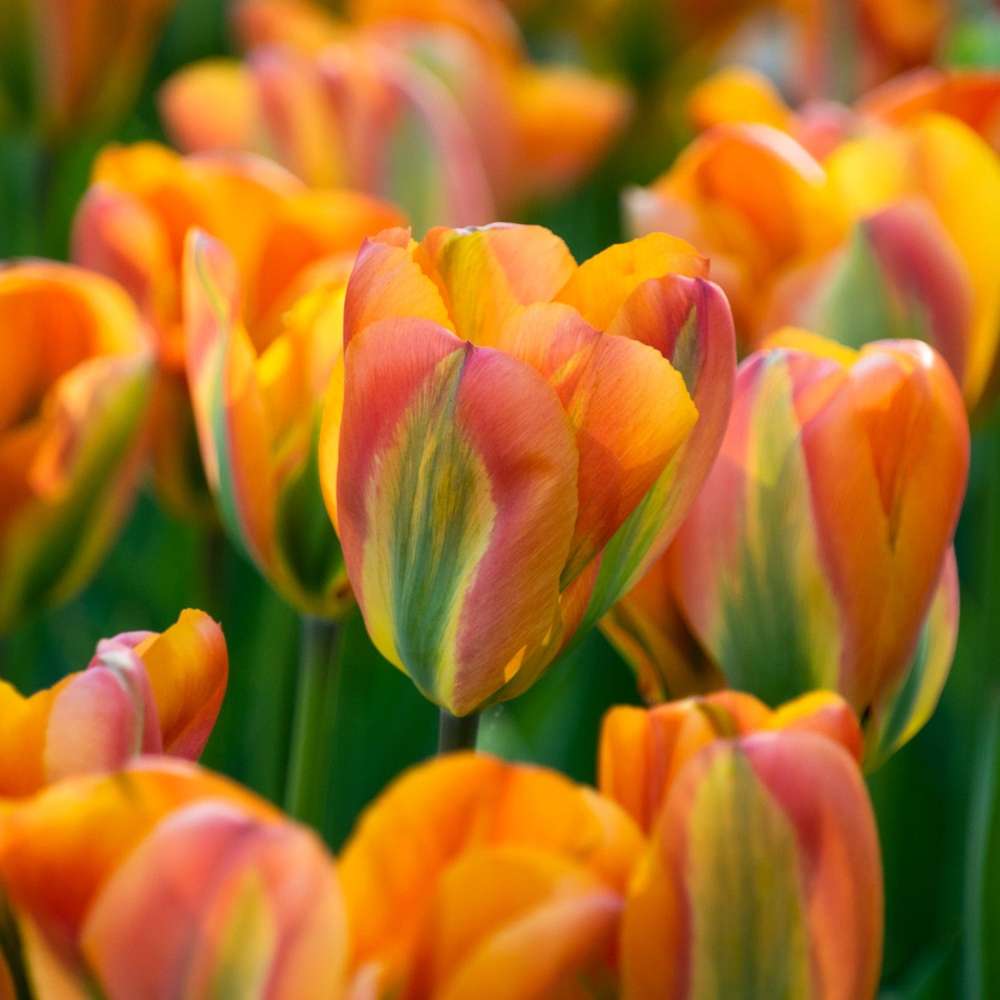 Tulpan ’Orange Marmelade’