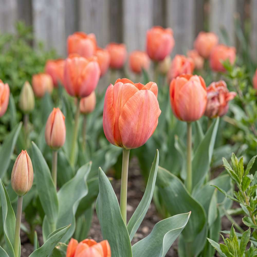 Tulpan 'Orange van Eijk'
