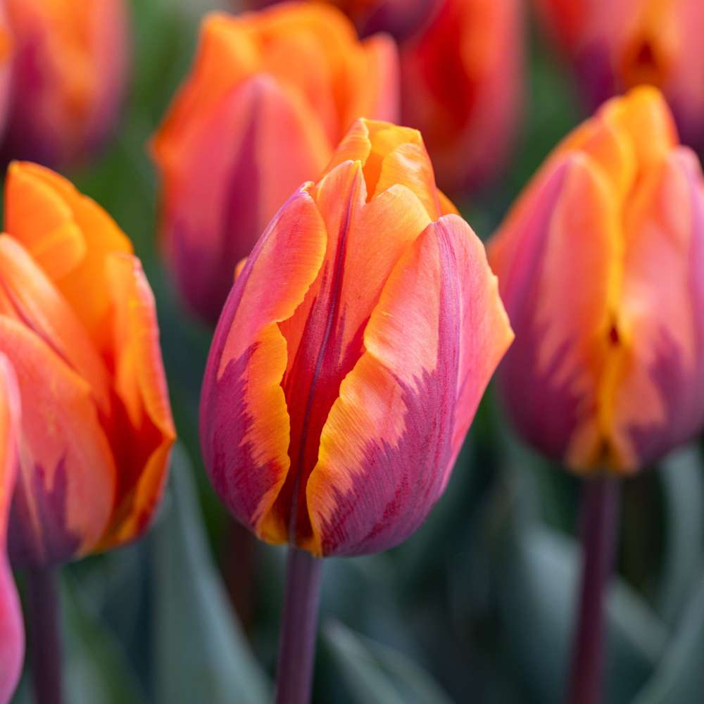 Tulpan 'Princess Irene'