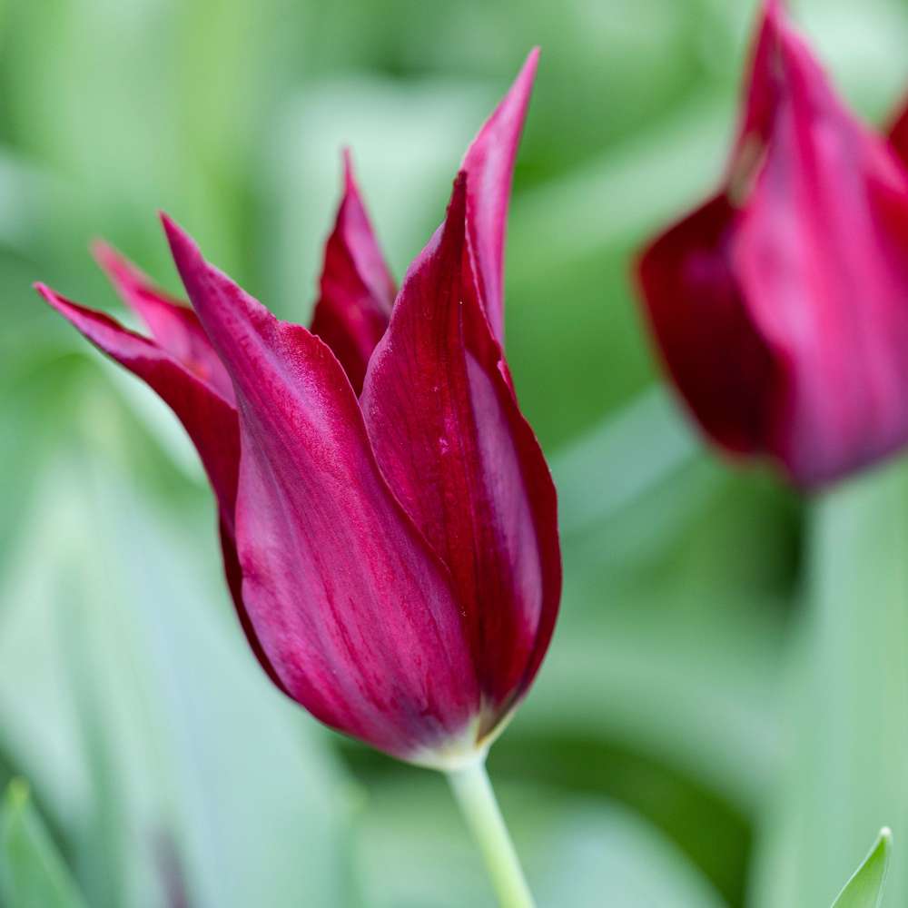 Tulpan 'Sarah Raven'