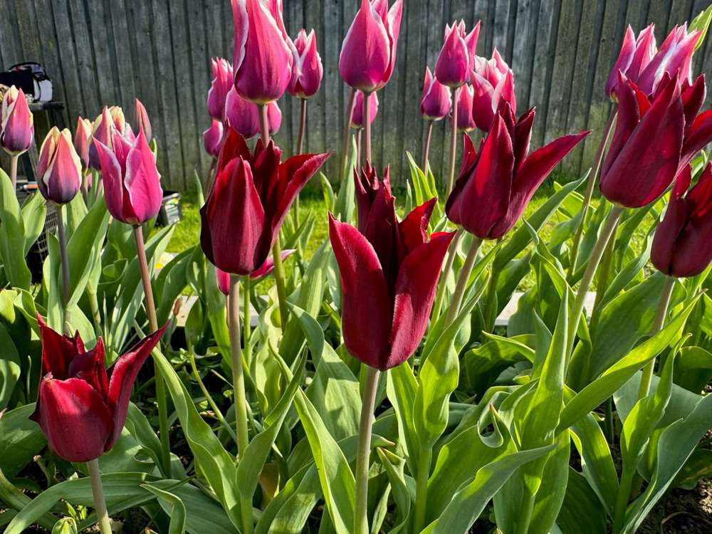 Tulpan 'Sarah Raven'