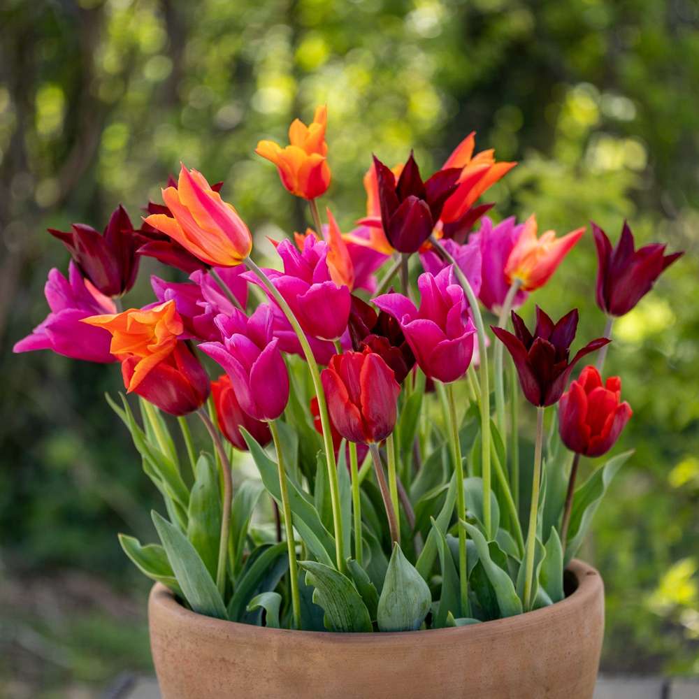 Tulpanblandning ’Fiery Lilies’